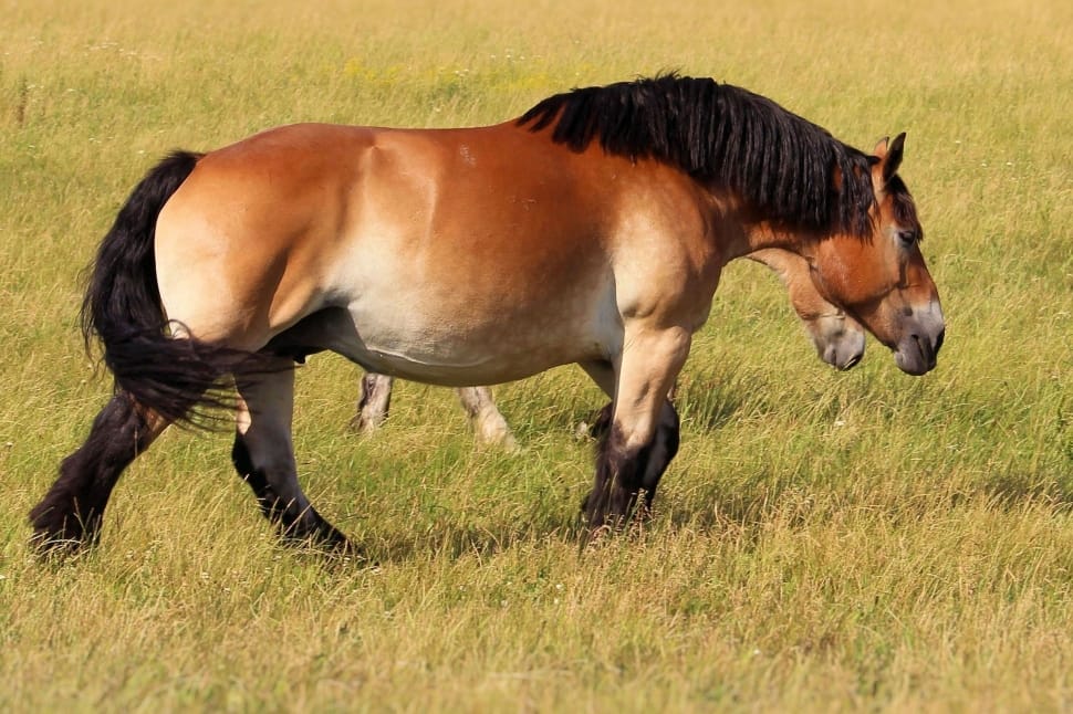 Mare, Kaltblut, Horse, Pasture, horse, grass preview