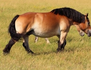Mare, Kaltblut, Horse, Pasture, horse, grass thumbnail