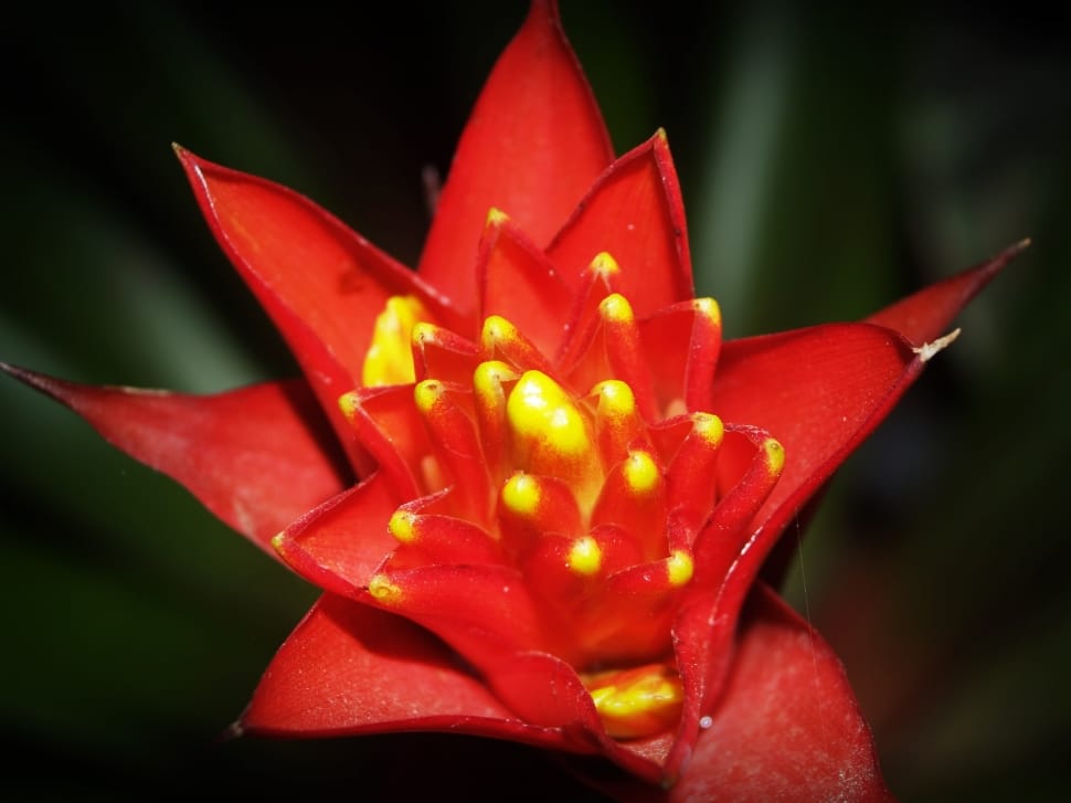 red bromeliad flower preview