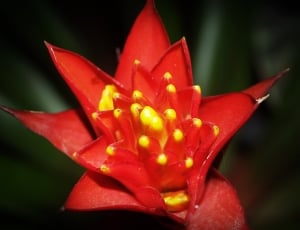 red bromeliad flower thumbnail