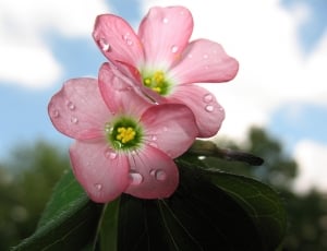 focus photograph of pink and white 5 petaled flowers thumbnail