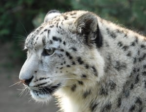 Snow Leopard, Leopard, Tiger, one animal, animal themes thumbnail