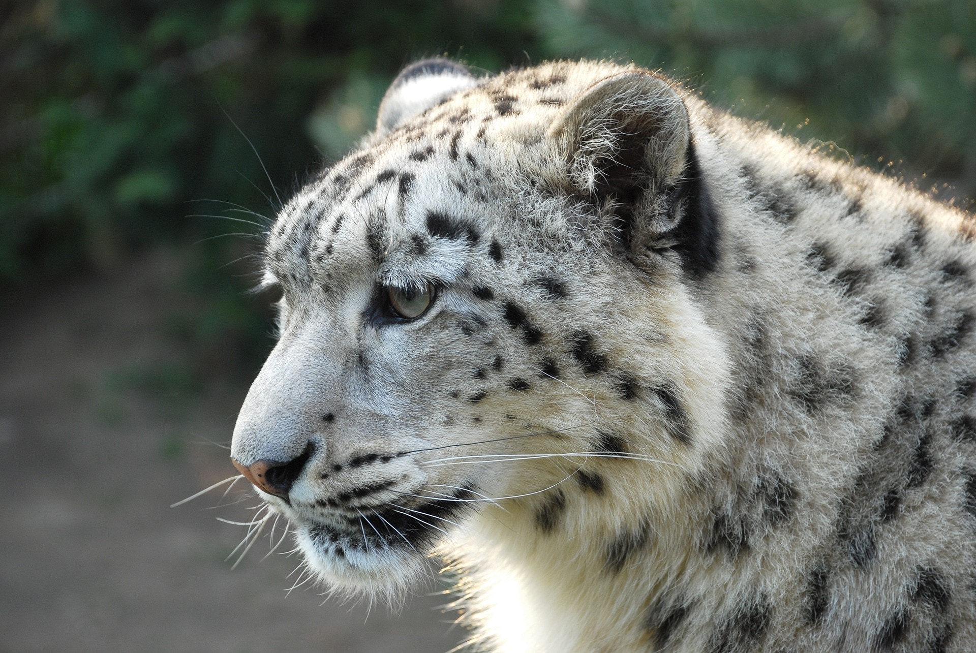 Snow Leopard, Leopard, Tiger, one animal, animal themes