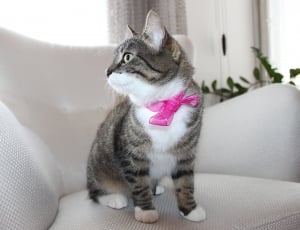 Cat with a bow thumbnail