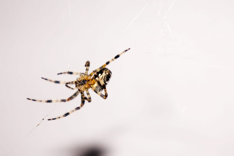 brown and black tiger barn spider preview