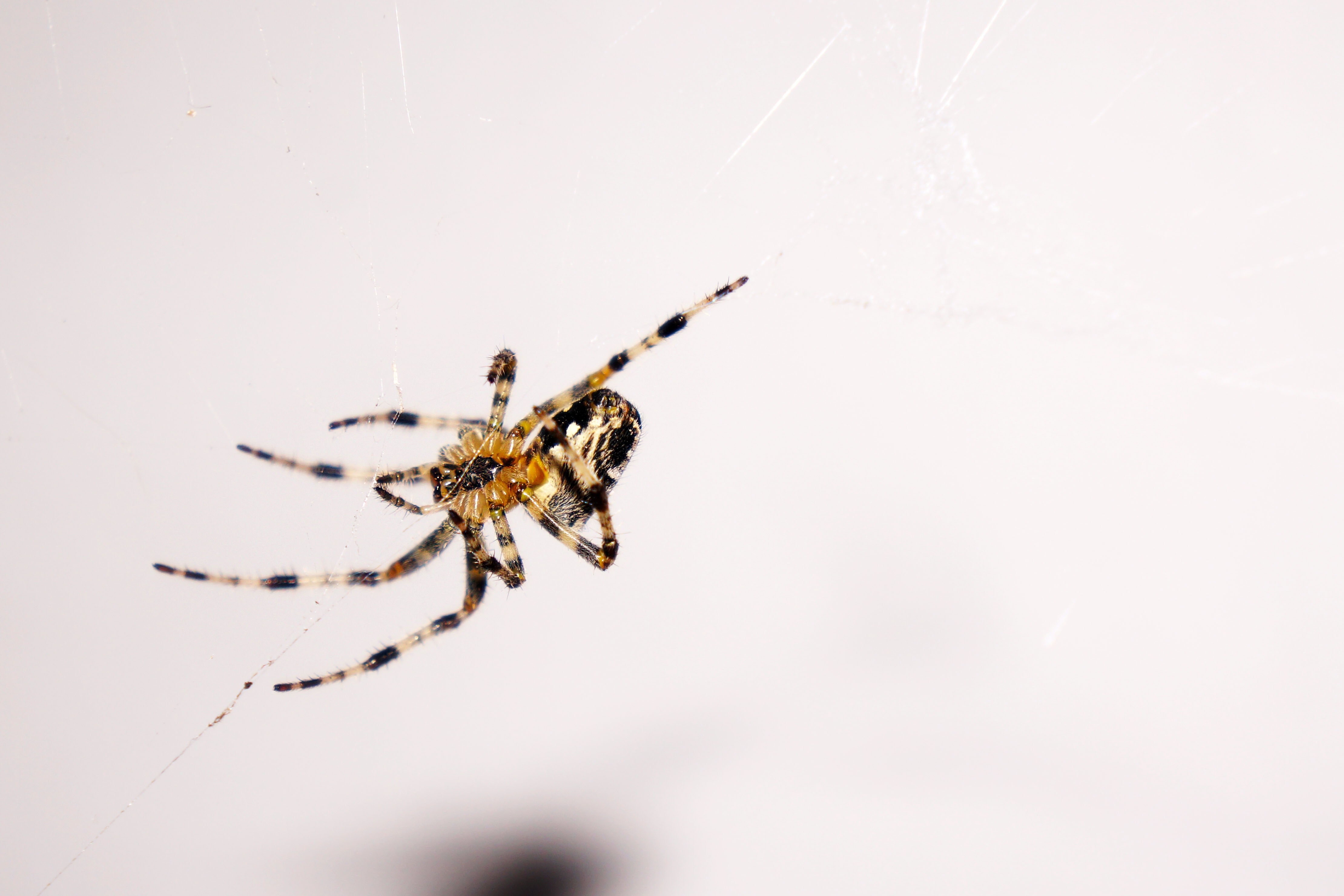 brown and black tiger barn spider