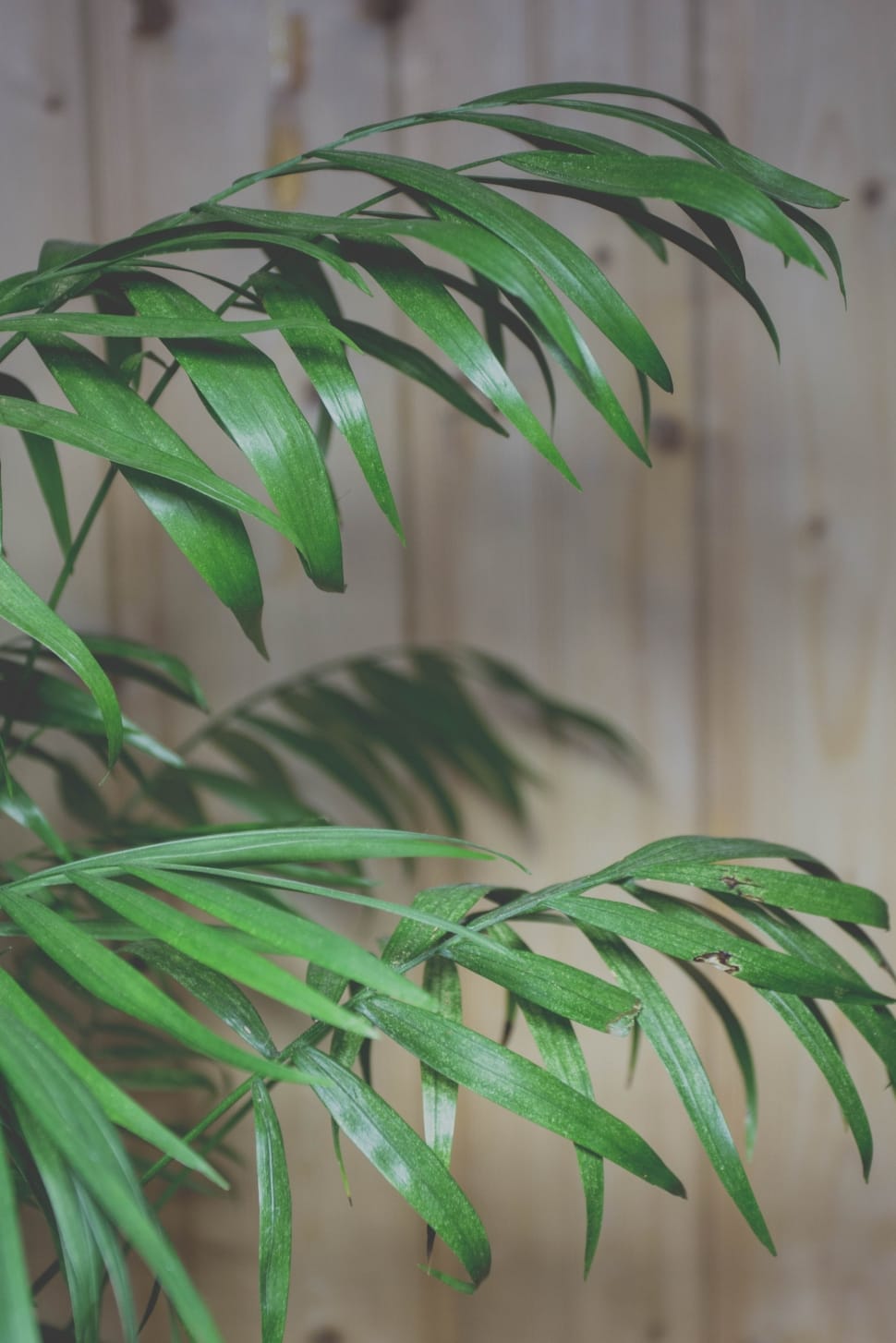 close up photography of green palm plant preview