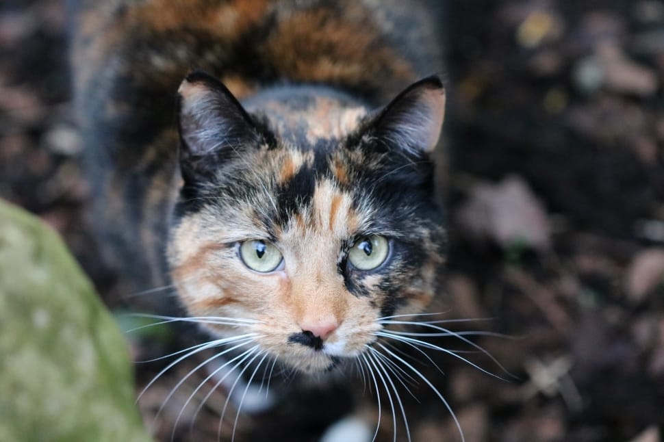 shallow focus photograph of tortoiseshell cat preview