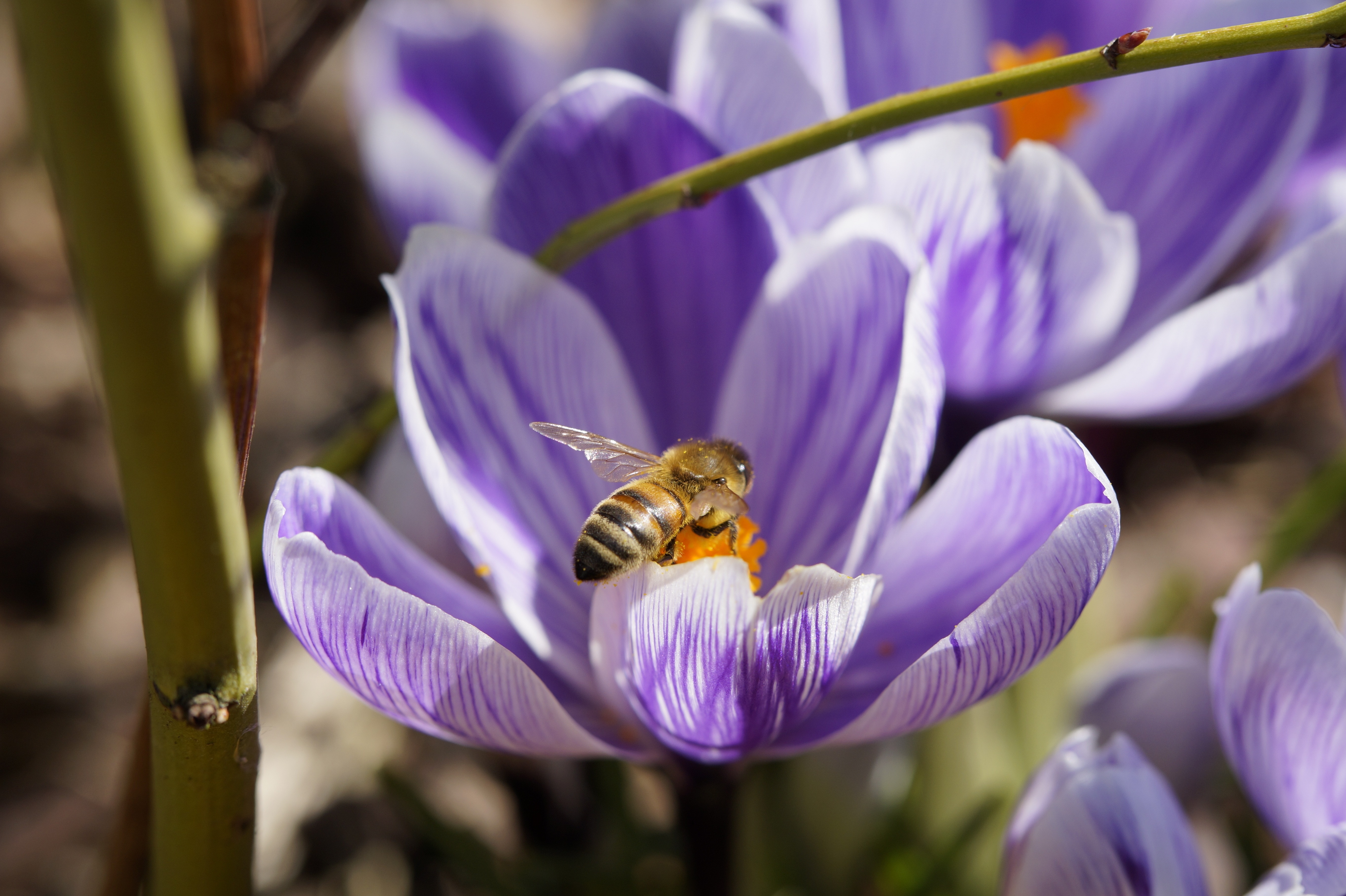 purple 5 petaled flower and honey bee