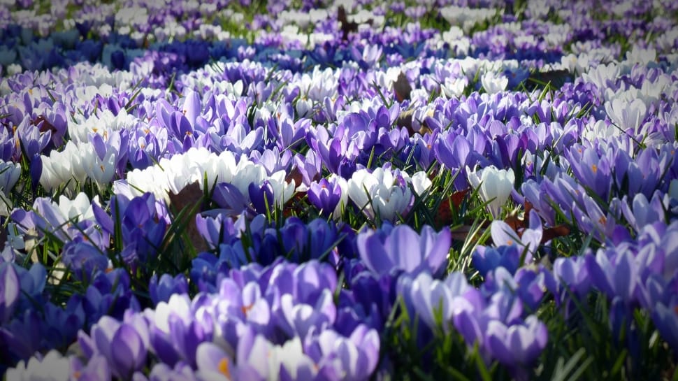 purple and white petaled flower lot preview