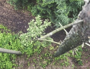 photo of brown tree thumbnail