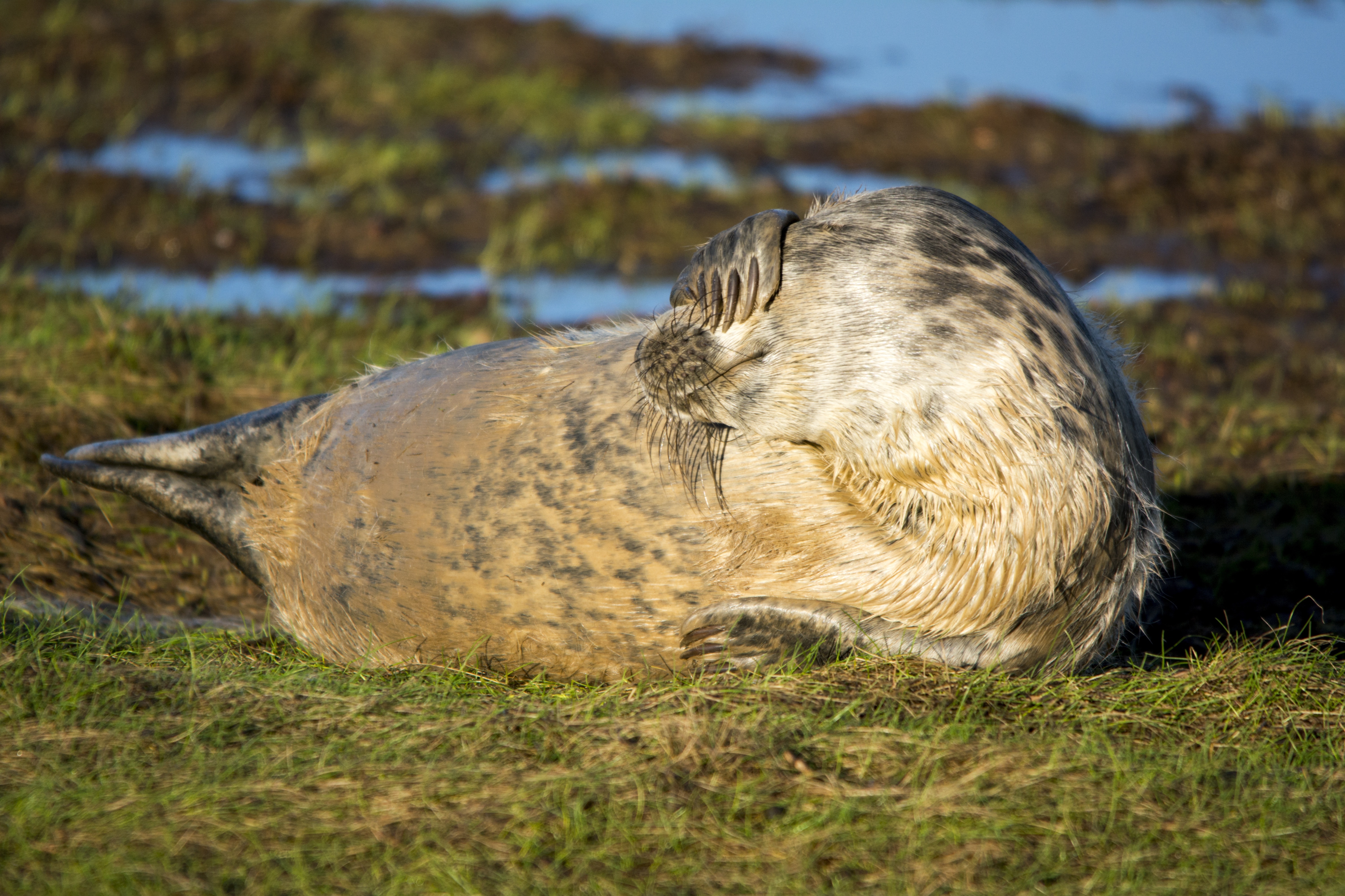 gray seal