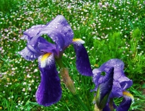 purple and multi petaled flowers thumbnail