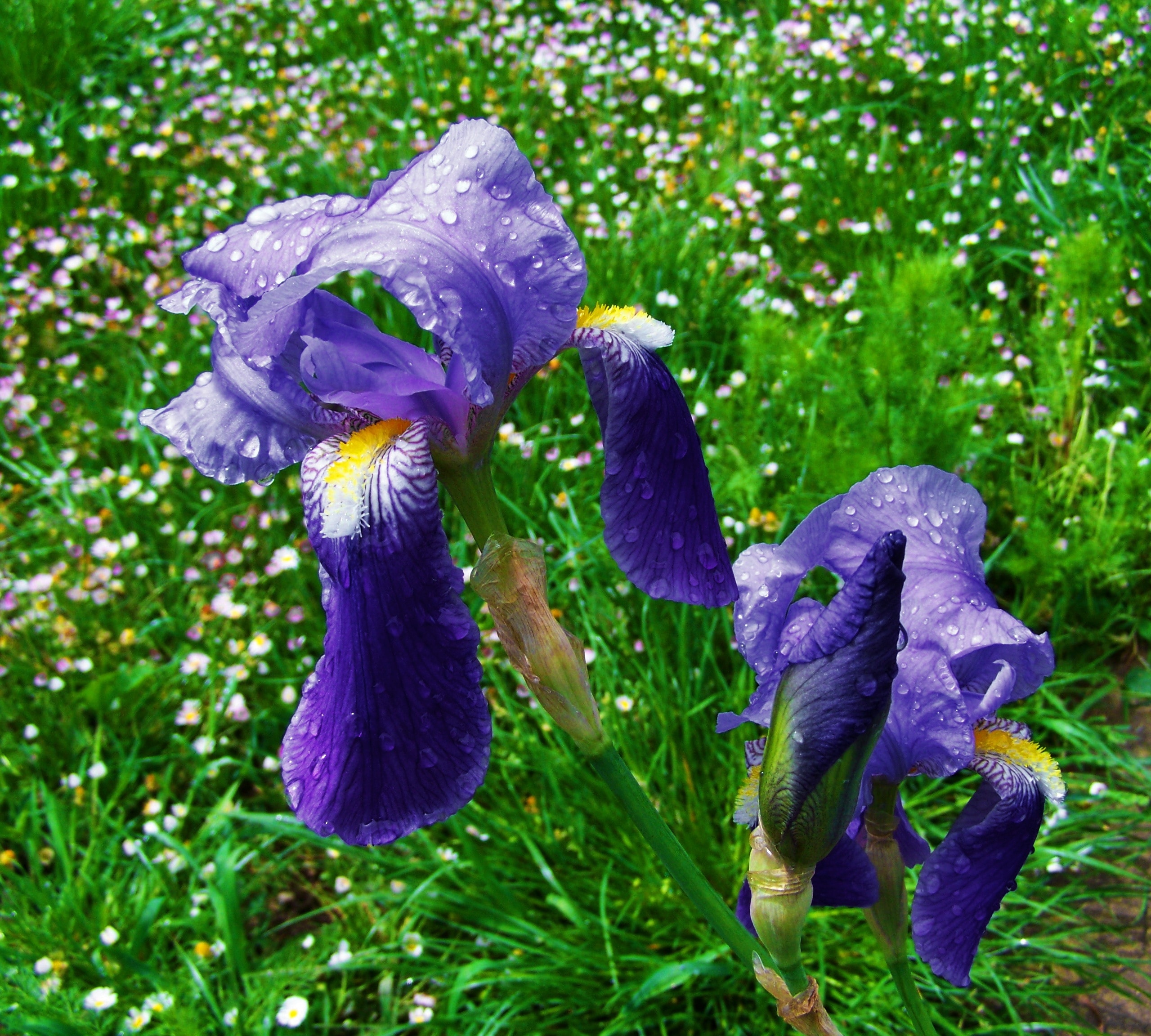 purple and multi petaled flowers
