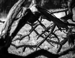 gray scale photo of tree trunks thumbnail