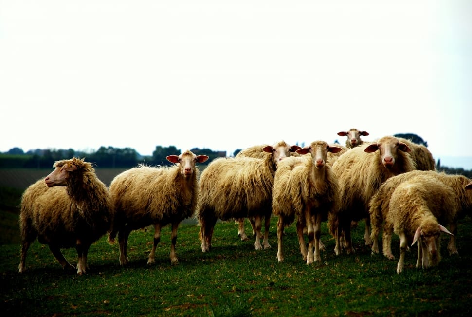herd of beige sheeps preview
