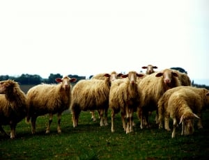 herd of beige sheeps thumbnail