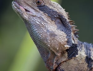 gray and black iguana in closeup photography thumbnail