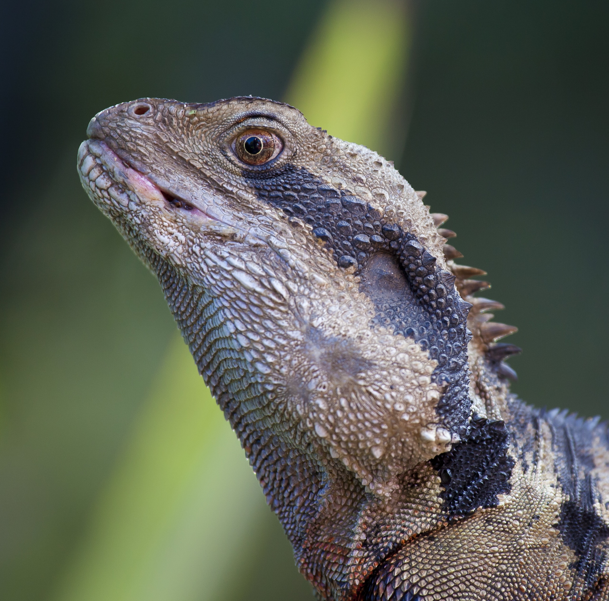 gray and black iguana in closeup photography