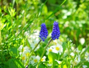 two blue flowers thumbnail