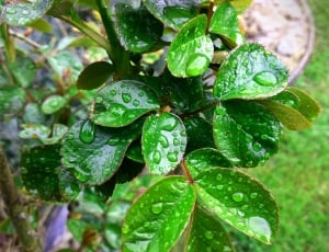 shallow focus photography of green leaved plant with water droplets during daytime thumbnail