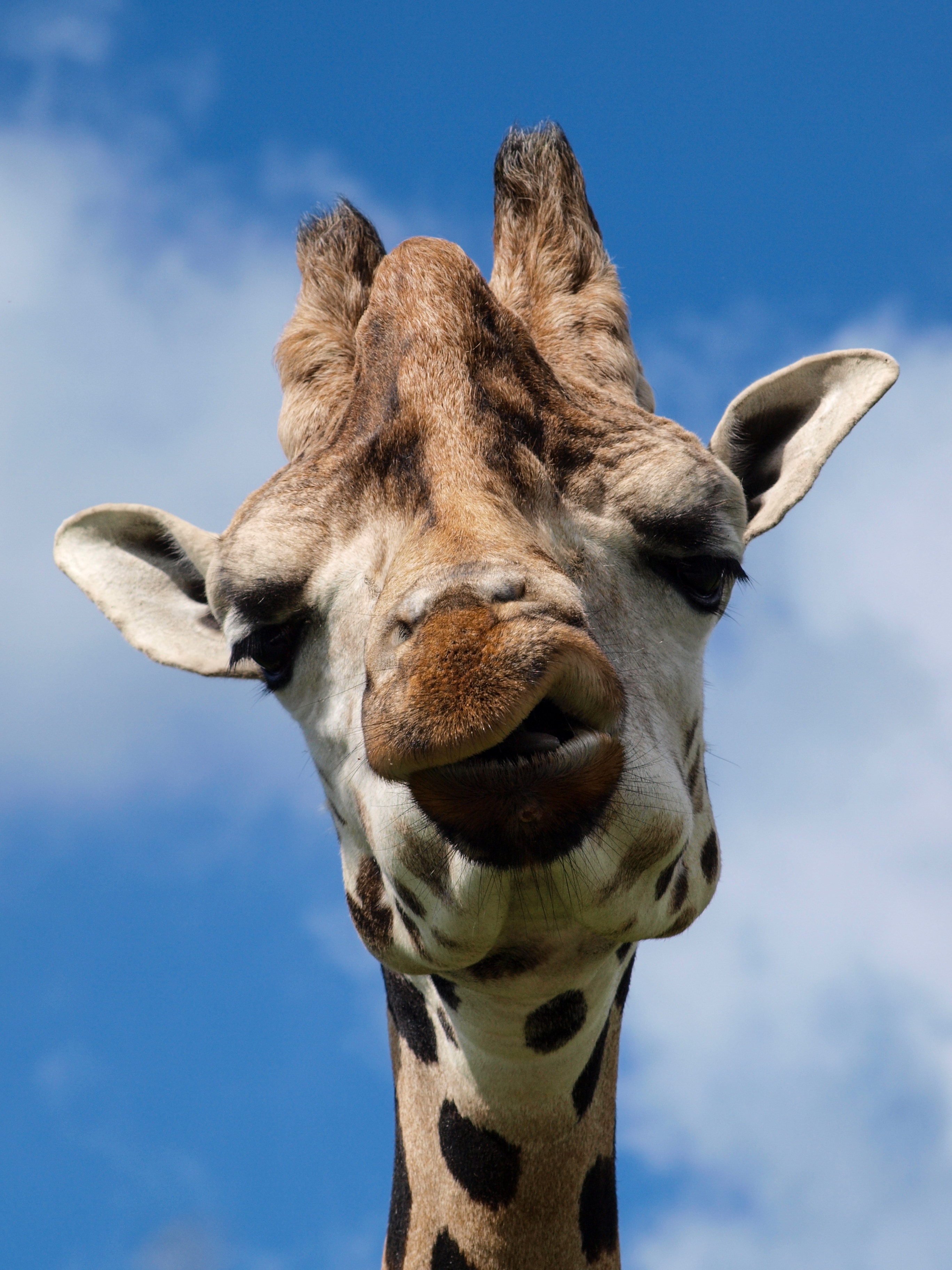 close-up photography of Giraffe face