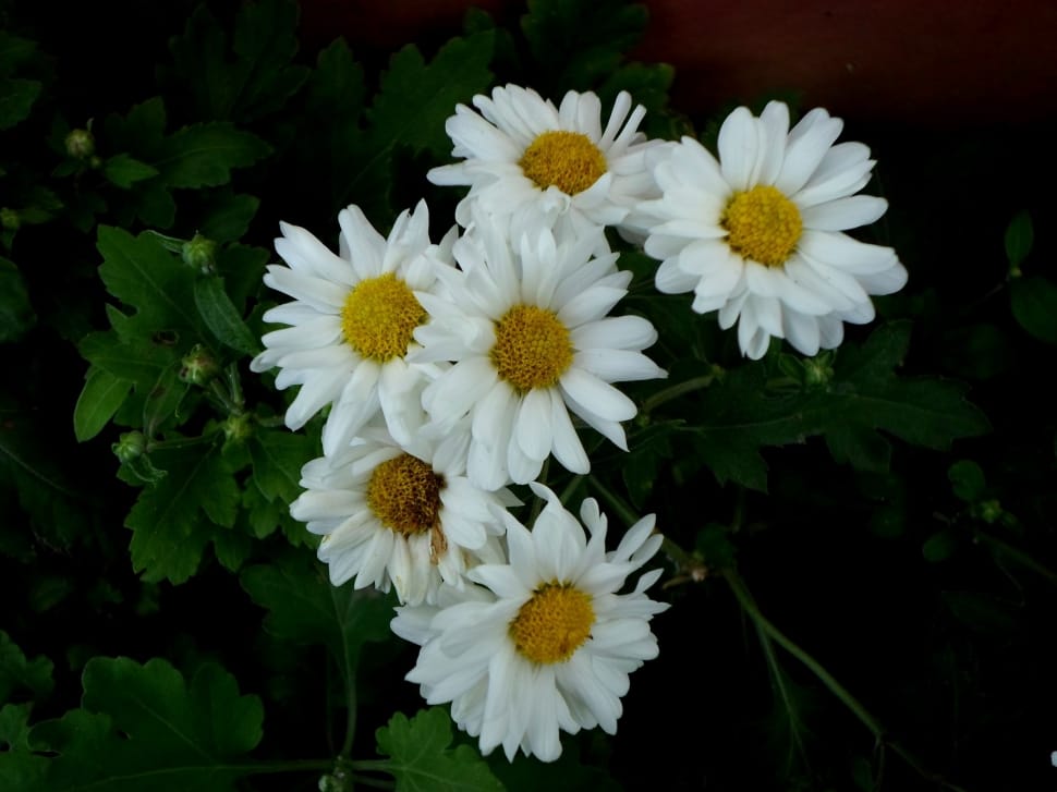 Summer, Daisy, Spring, Flower, Gerber, flower, petal preview