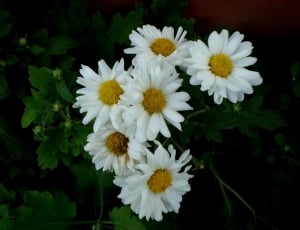 Summer, Daisy, Spring, Flower, Gerber, flower, petal thumbnail