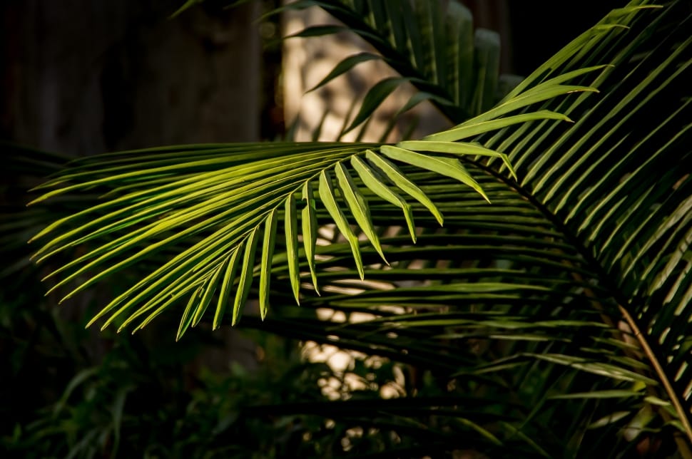 palm tree leaf preview