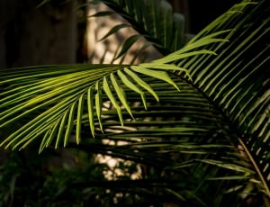 palm tree leaf thumbnail