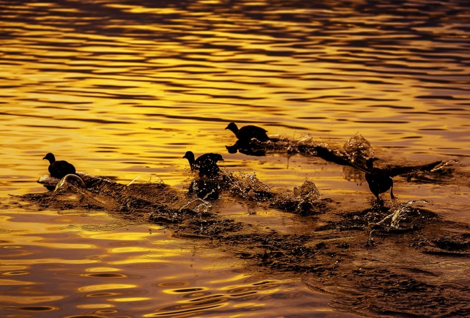 Bird, Flight, Sunset, River, Japan, Coot, animals in the wild, animal wildlife preview