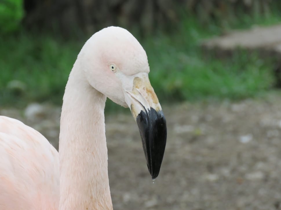 flamingo bird preview