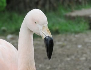 flamingo bird thumbnail
