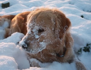 brown short coat medium sized dog on snow thumbnail