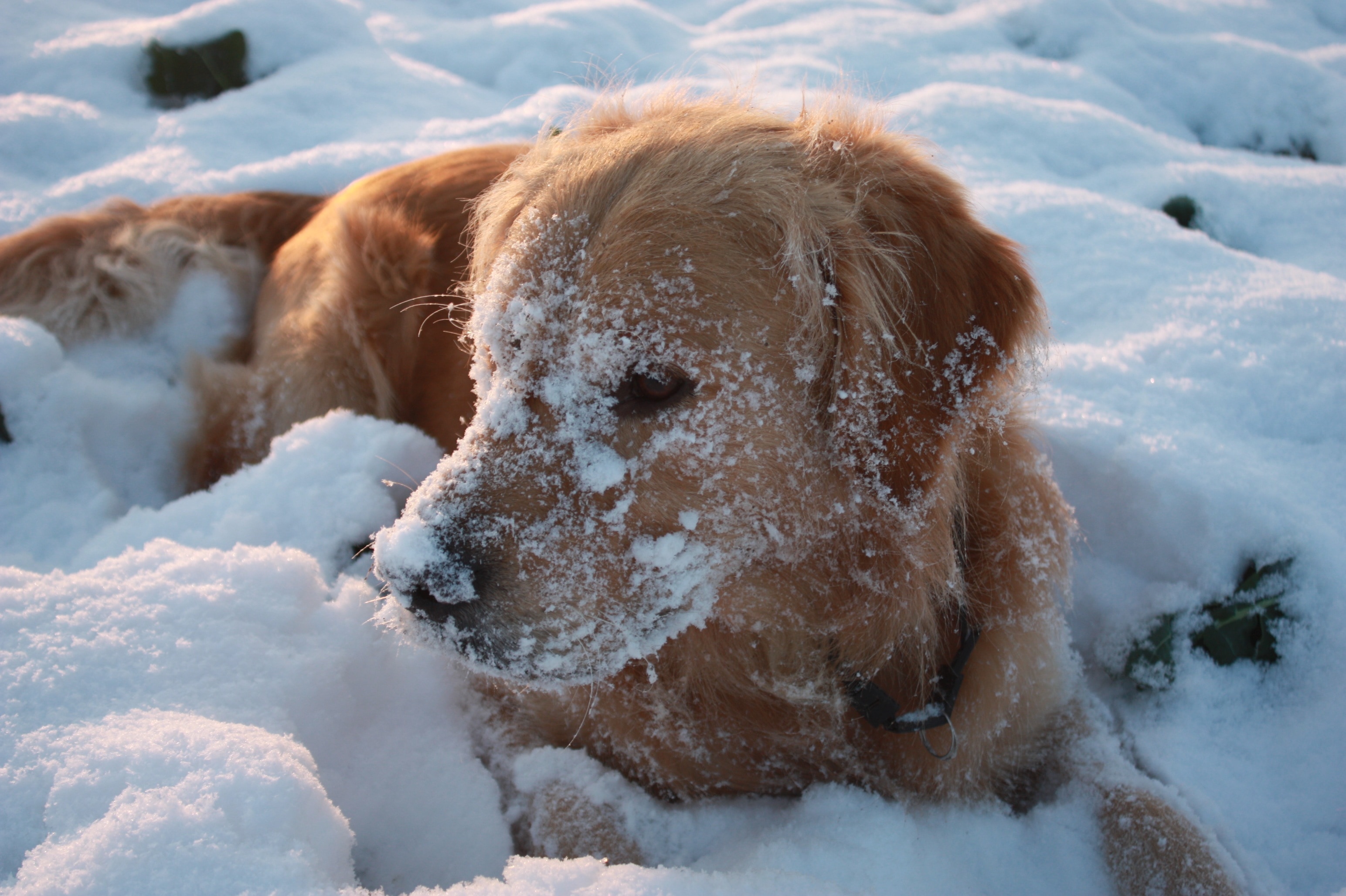 brown short coat medium sized dog on snow