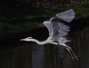 white and black crane in flight thumbnail