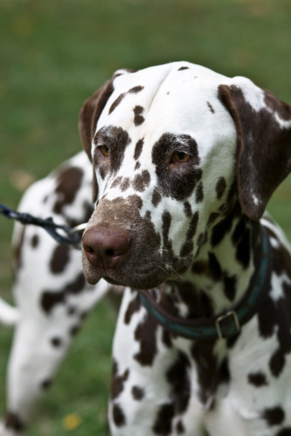 red and white dalmatian free image | Peakpx