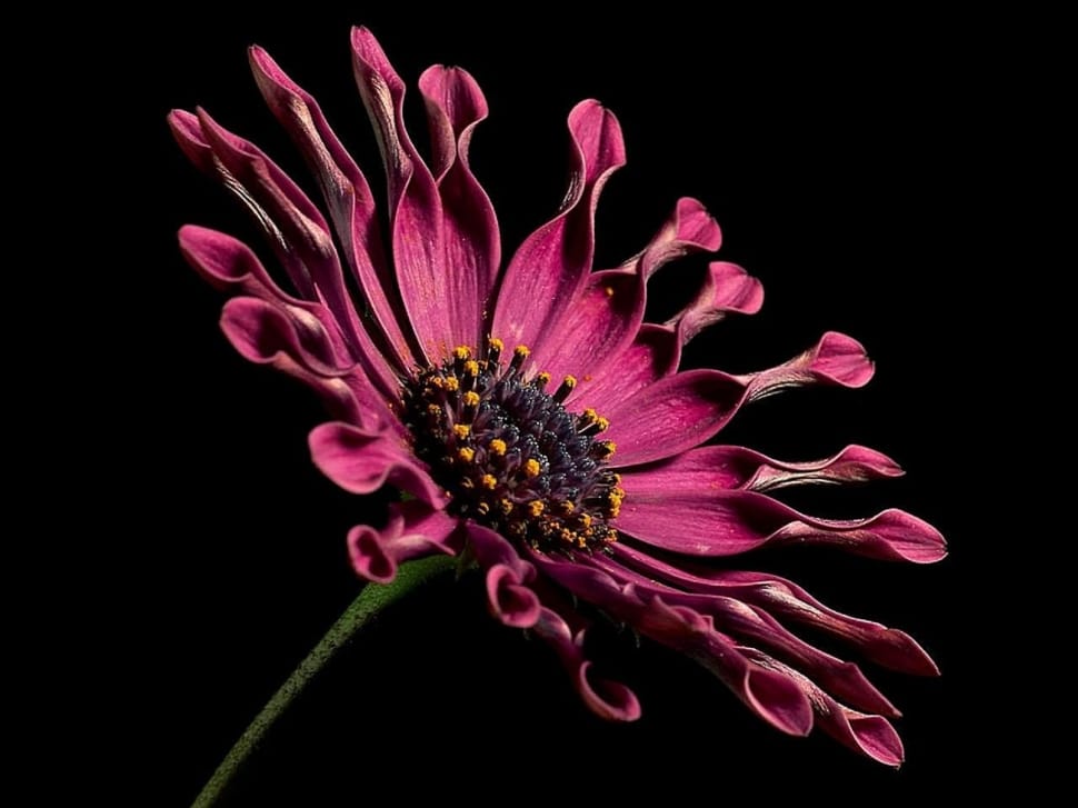 African Daisy, Flower, Macro, Blossom, flower, black background preview