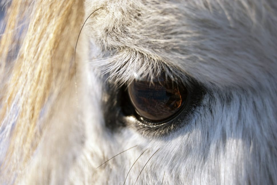 Animals, Eyes, Face, Horses, Mammals, one animal, animal body part preview
