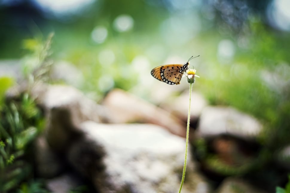 yellow butterfly on yellow petaled flower in selective focus photography preview