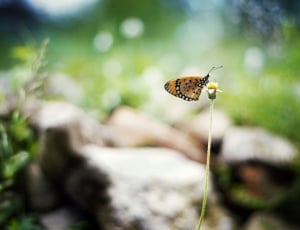 yellow butterfly on yellow petaled flower in selective focus photography thumbnail