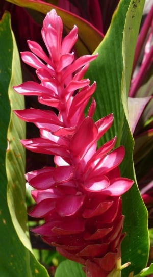 Tropical, Bloom, Exotic, Blossom, Red, flower, nature thumbnail