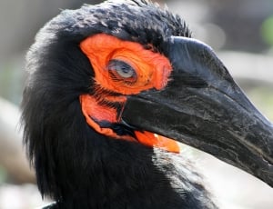 black curved billed bird shown thumbnail