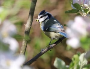 blue grey and white bird thumbnail