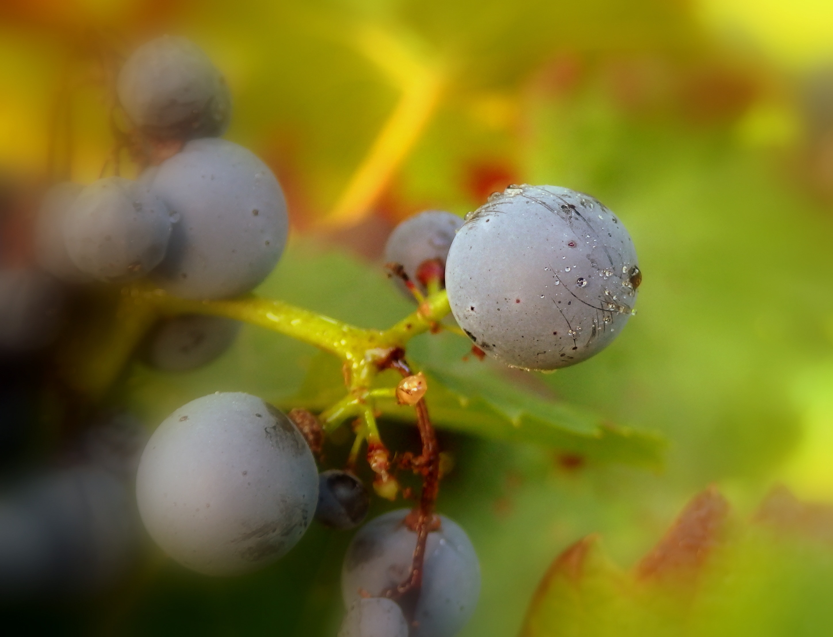 shallow focus photography of round purple fruits