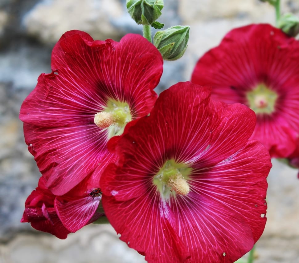Passerose, Rod, Flower, Pink, Hollyhock, red, close-up preview
