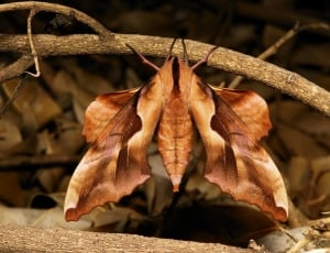 brown sphinx moth thumbnail
