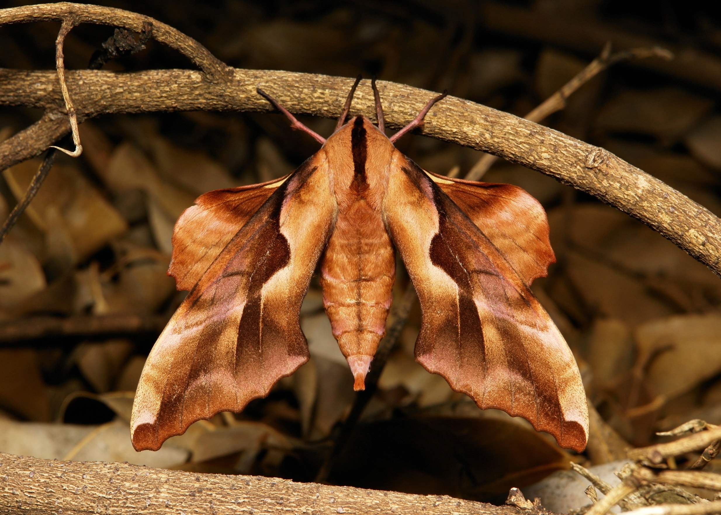 brown sphinx moth