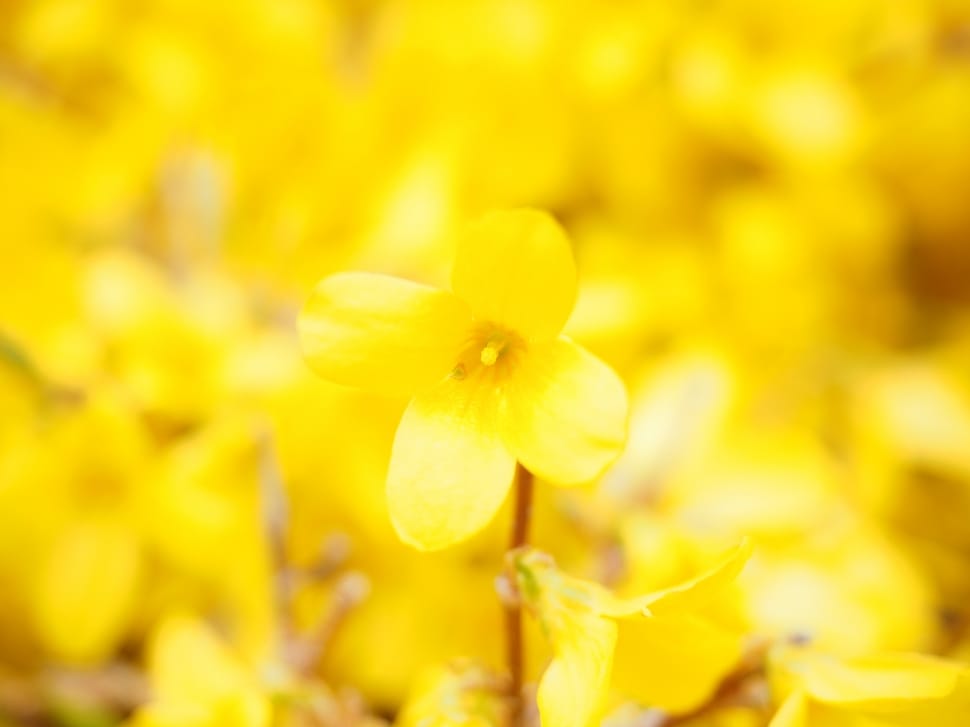 shallow focus photography of yellow 4 petaled flower during day time preview