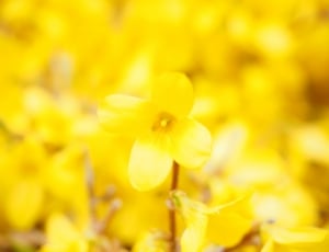 shallow focus photography of yellow 4 petaled flower during day time thumbnail